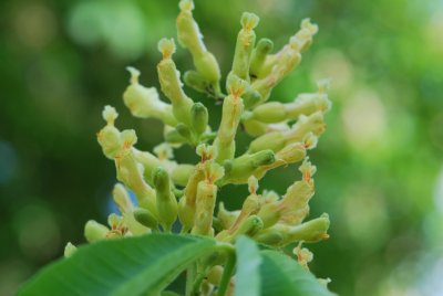 Aesculus flava - jírovec žlutý - poupata (39)